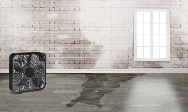 Best Mold removal after water damage  in Freemansburg, PA