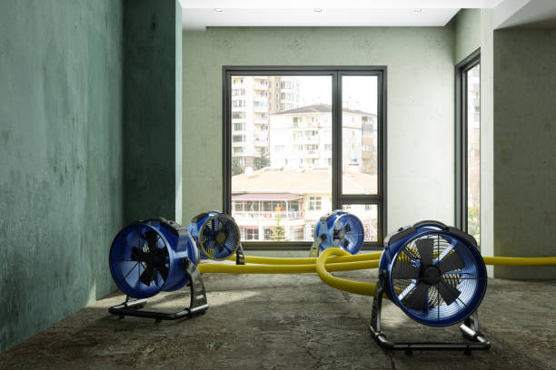 Best Local water damage restoration  in Freemansburg, PA
